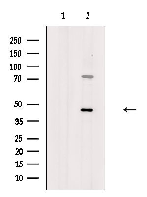 BMP-8 Antibody in Western Blot (WB)