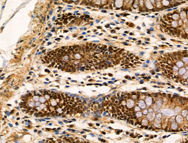 HGH1 Antibody in Immunohistochemistry (Paraffin) (IHC (P))