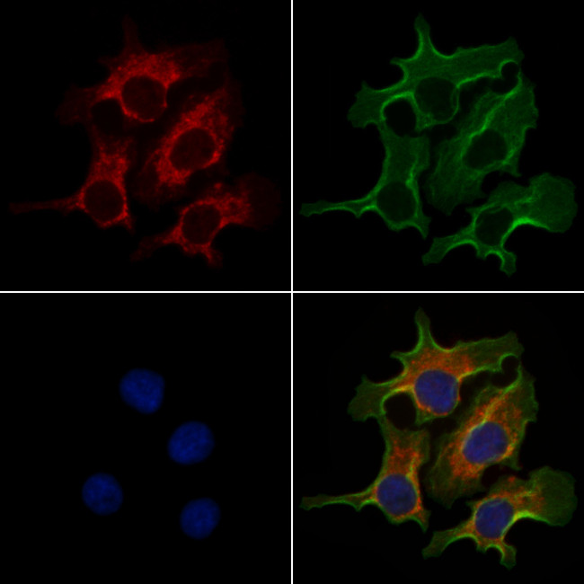 Carbonic Anhydrase VA Antibody in Immunocytochemistry (ICC/IF)
