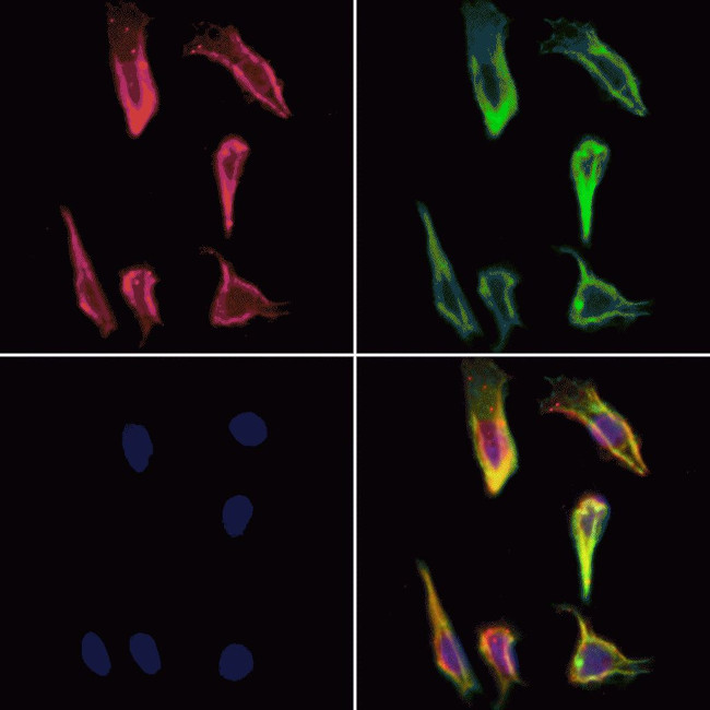 BITE Antibody in Immunocytochemistry (ICC/IF)