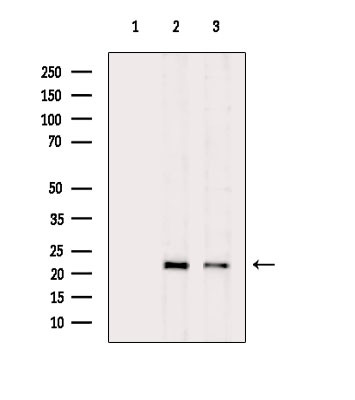 Precerebellin Antibody in Western Blot (WB)