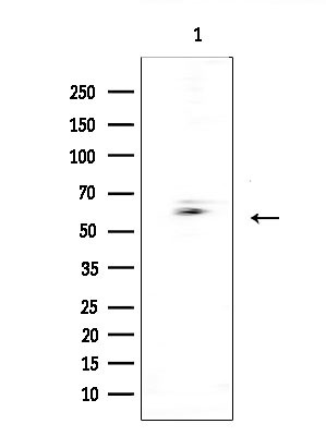 CSPG5 Antibody in Western Blot (WB)