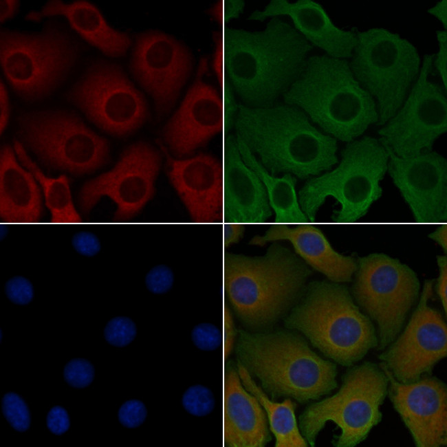 CMTM3 Antibody in Immunocytochemistry (ICC/IF)