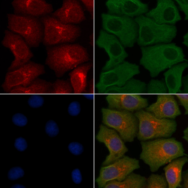 Claudin 19 Antibody in Immunocytochemistry (ICC/IF)