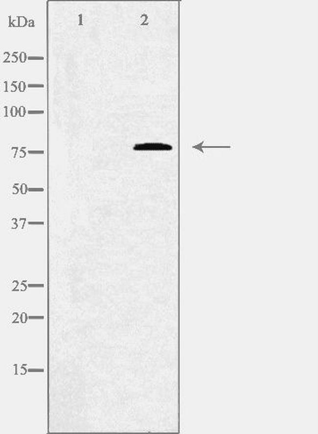 C1S Antibody in Western Blot (WB)