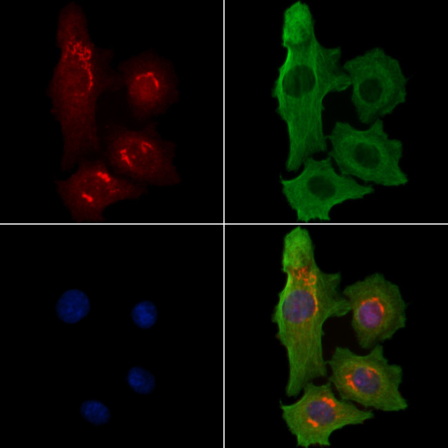 Contactin 6 Antibody in Immunocytochemistry (ICC/IF)