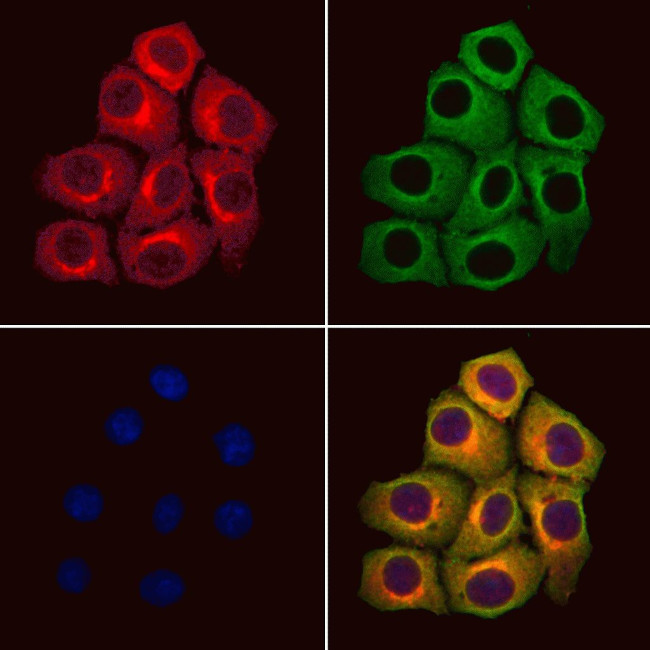PJA2 Antibody in Immunocytochemistry (ICC/IF)