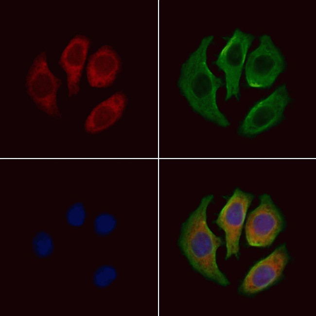 RNF138 Antibody in Immunocytochemistry (ICC/IF)
