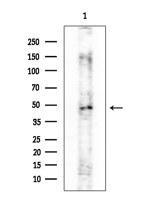 FOXB2 Antibody in Western Blot (WB)