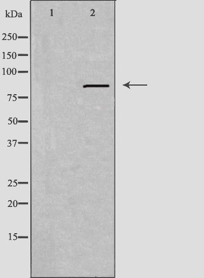 IFI16 Antibody in Western Blot (WB)