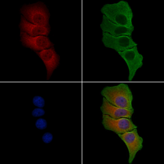 GCP4 Antibody in Immunocytochemistry (ICC/IF)