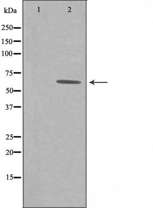 GRB14 Antibody in Western Blot (WB)