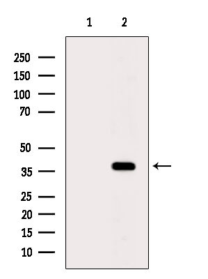 GIMAP4 Antibody in Western Blot (WB)