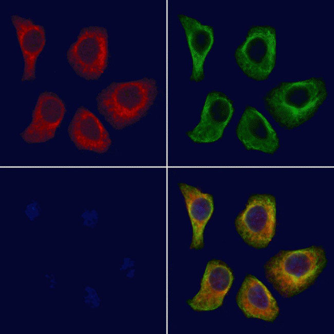 GNL1 Antibody in Immunocytochemistry (ICC/IF)