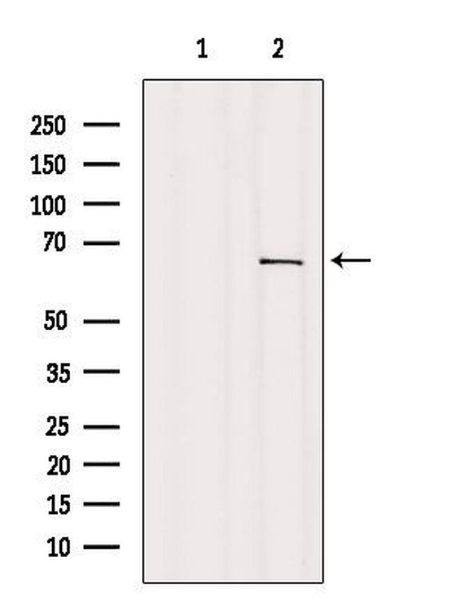 GNL3L Antibody in Western Blot (WB)