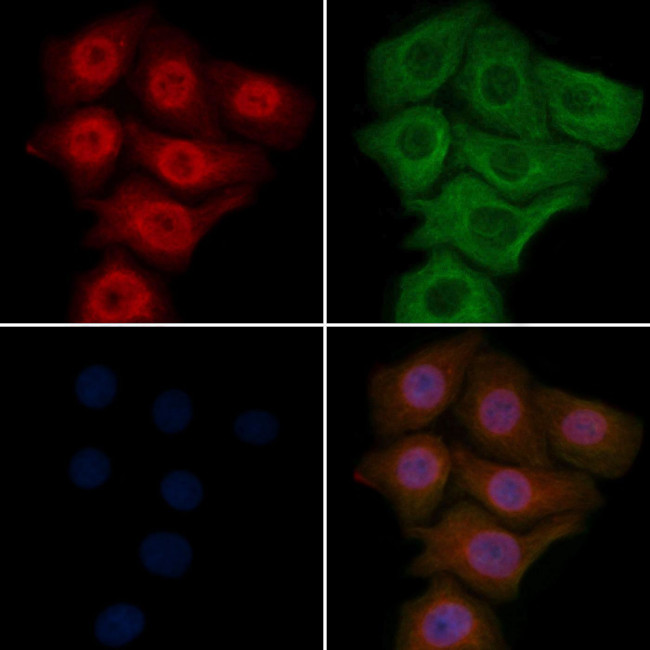 hnRNP CL1 Antibody in Immunocytochemistry (ICC/IF)