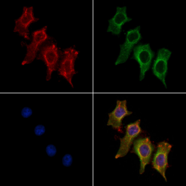 LDLRAD1 Antibody in Immunocytochemistry (ICC/IF)