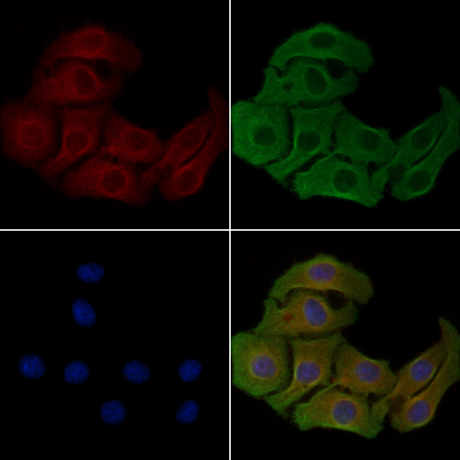 LDLRAD2 Antibody in Immunocytochemistry (ICC/IF)