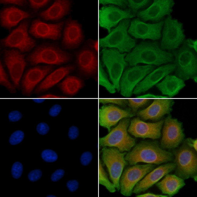 PGRMC2 Antibody in Immunocytochemistry (ICC/IF)