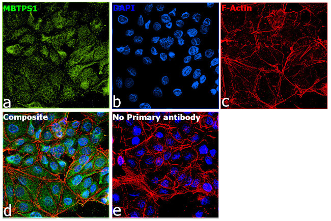 MBTPS1 Antibody in Immunocytochemistry (ICC/IF)