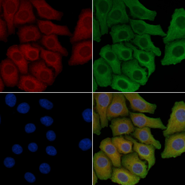 MGST1 Antibody in Immunocytochemistry (ICC/IF)