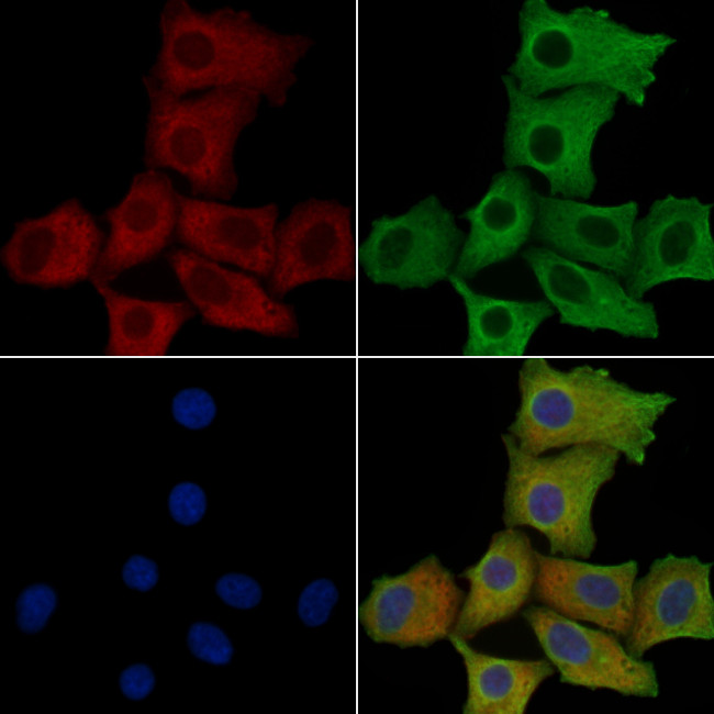 MRPS2 Antibody in Immunocytochemistry (ICC/IF)
