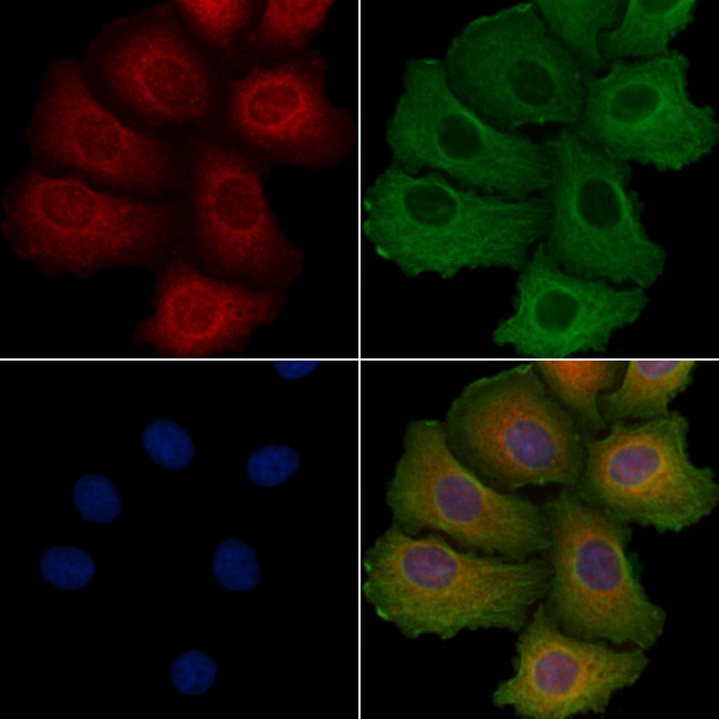 MRPL4 Antibody in Immunocytochemistry (ICC/IF)