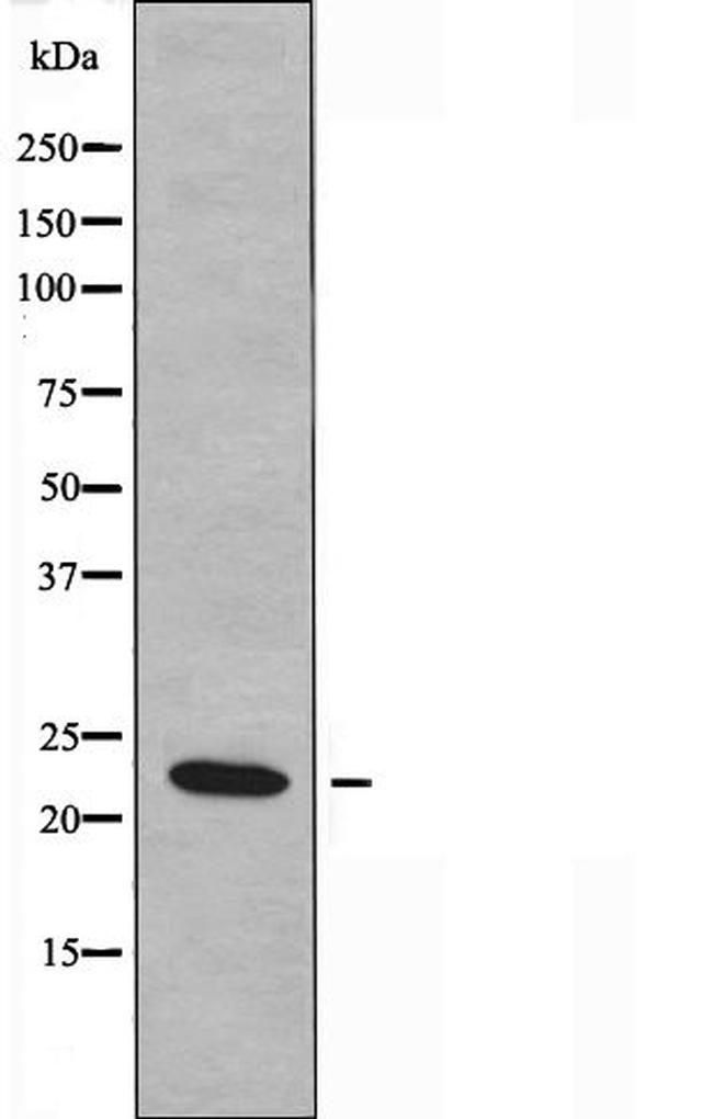 MRPL50 Antibody in Western Blot (WB)