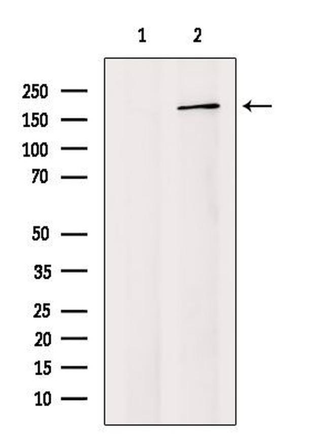 MRP9 Antibody in Western Blot (WB)
