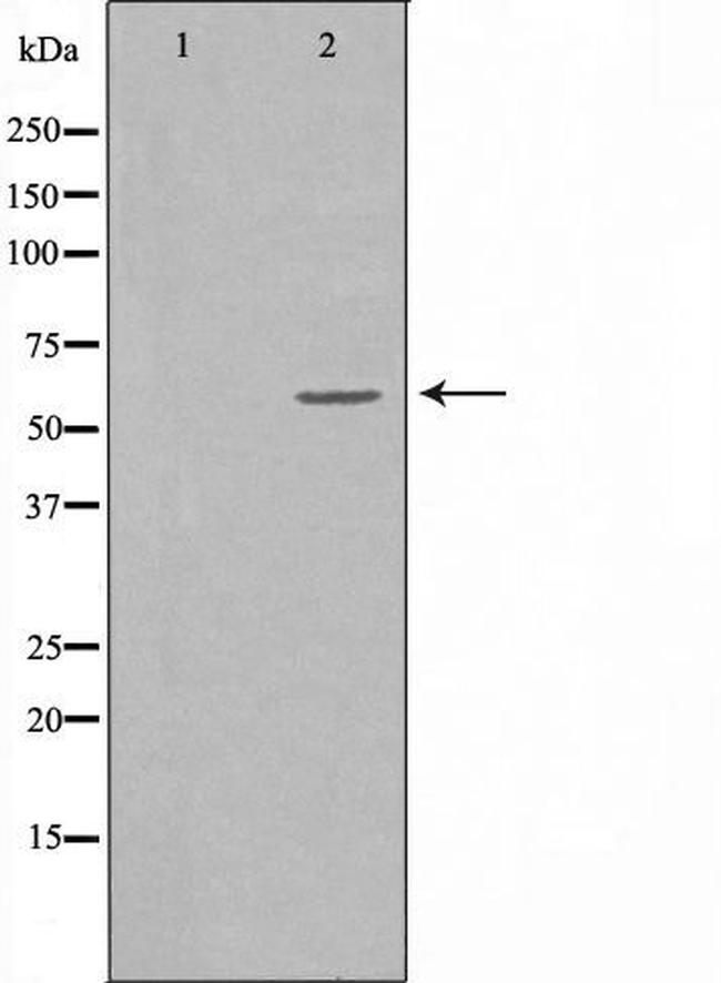 MINPP1 Antibody in Western Blot (WB)