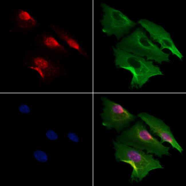 MDFI Antibody in Immunocytochemistry (ICC/IF)