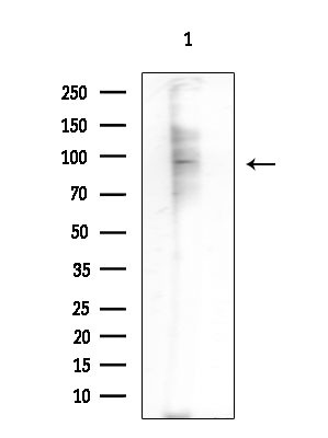 N4BP1 Antibody in Western Blot (WB)
