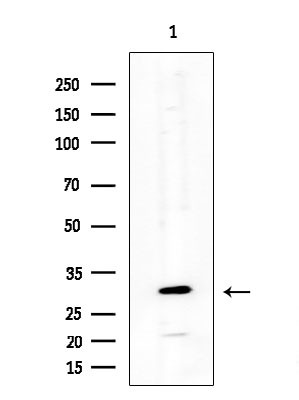 NEURL2 Antibody in Western Blot (WB)