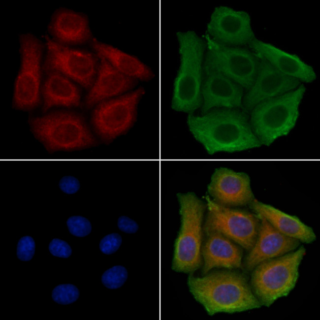 NXPH3 Antibody in Immunocytochemistry (ICC/IF)