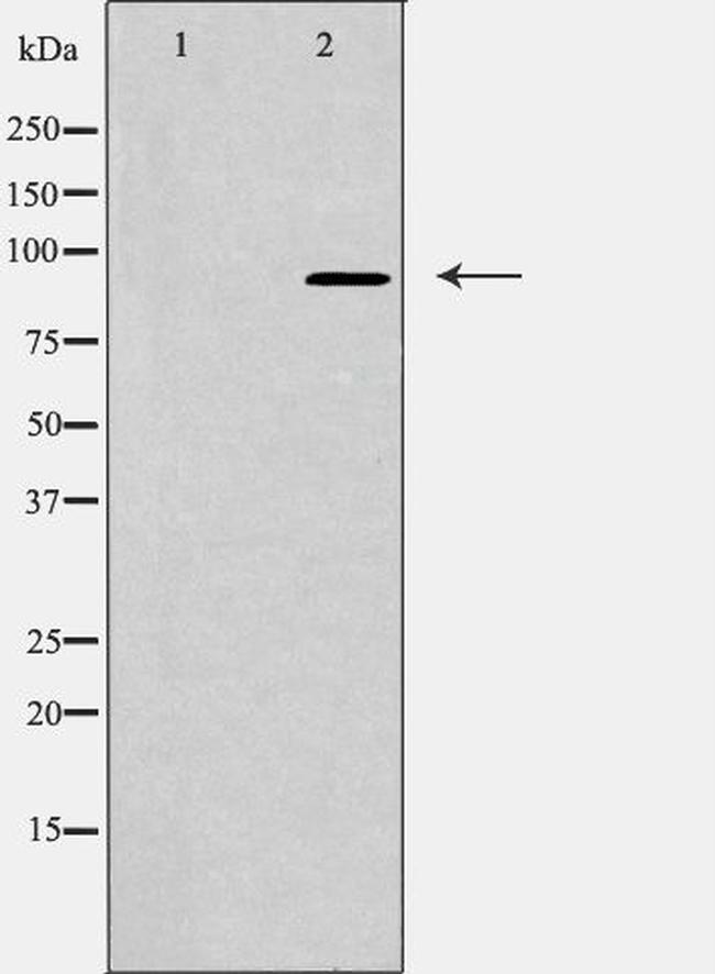 NUP93 Antibody in Western Blot (WB)