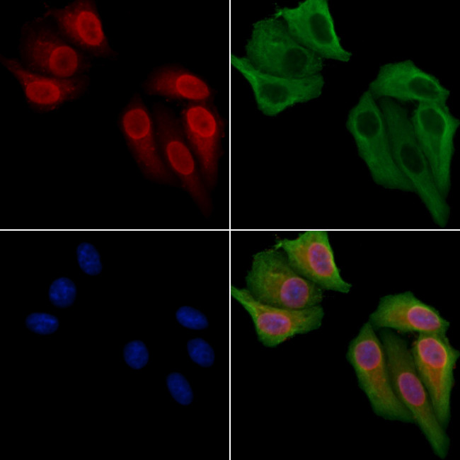 NCOA7 Antibody in Immunocytochemistry (ICC/IF)