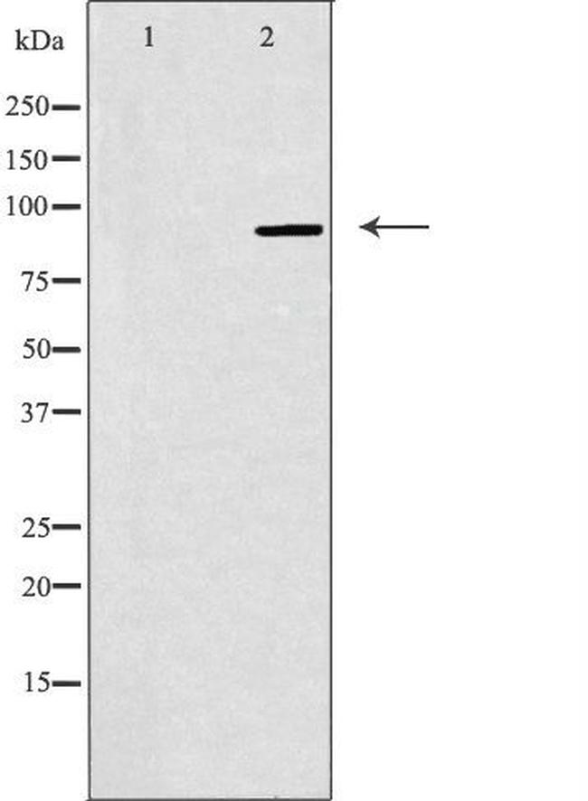 NOC3L Antibody in Western Blot (WB)
