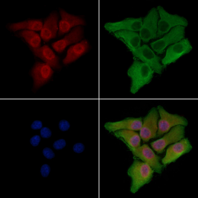 NOL10 Antibody in Immunocytochemistry (ICC/IF)