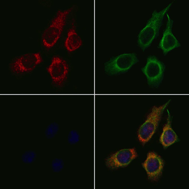 SLC15A1 Antibody in Immunocytochemistry (ICC/IF)