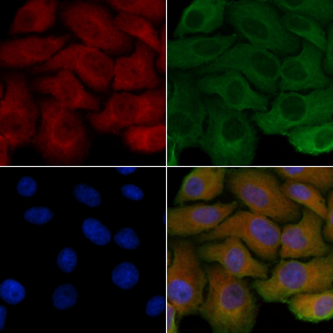 PDRG1 Antibody in Immunocytochemistry (ICC/IF)
