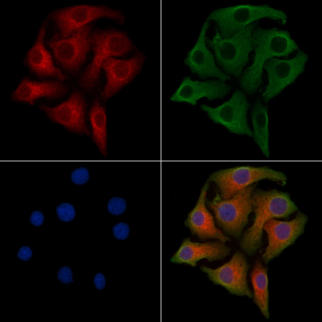PARD6B Antibody in Immunocytochemistry (ICC/IF)