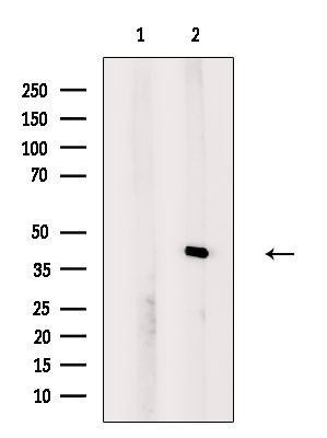 PEX7 Antibody in Western Blot (WB)