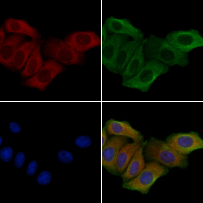 PIGX Antibody in Immunocytochemistry (ICC/IF)