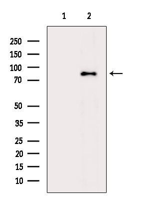PNN Antibody in Western Blot (WB)