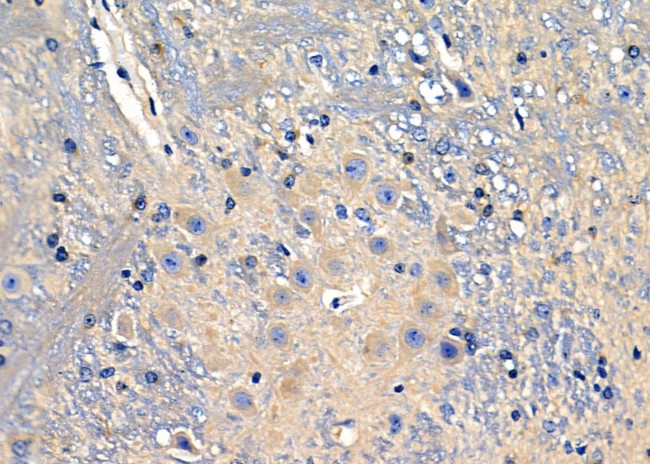 KCNF1 Antibody in Immunohistochemistry (Paraffin) (IHC (P))