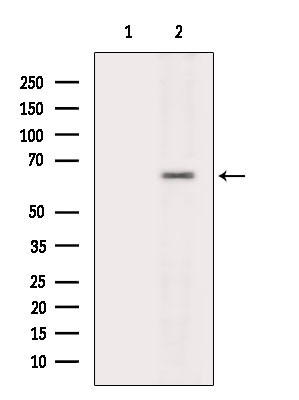KCNV2 Antibody in Western Blot (WB)