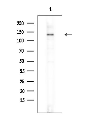 PLEKHG4 Antibody in Western Blot (WB)