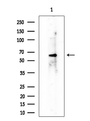 RAPGEF5 Antibody in Western Blot (WB)