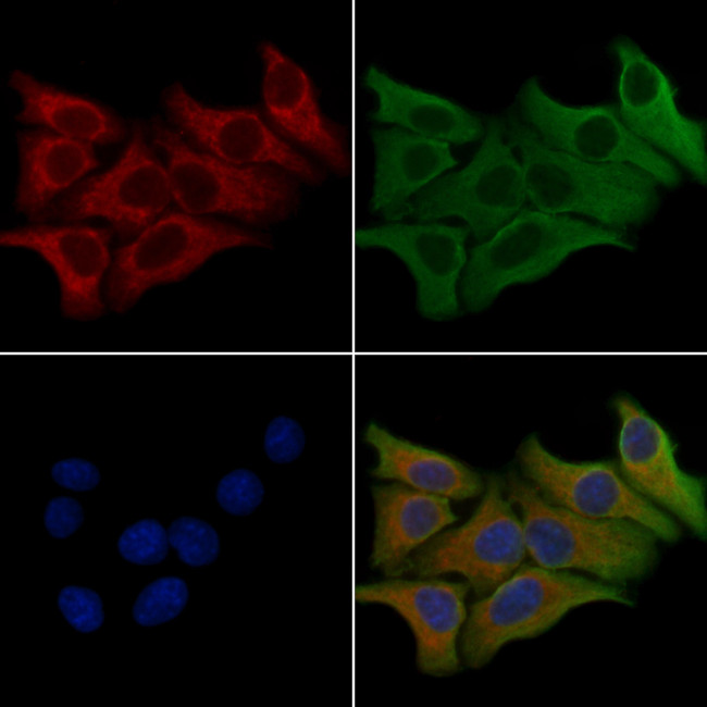 RRAGC Antibody in Immunocytochemistry (ICC/IF)