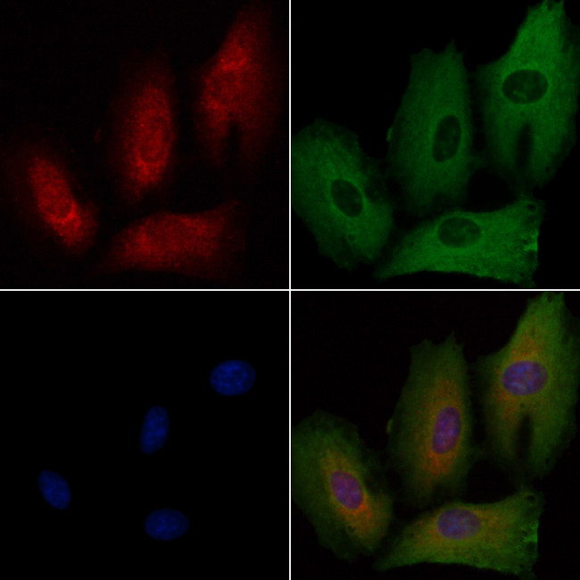 RAP2C Antibody in Immunocytochemistry (ICC/IF)